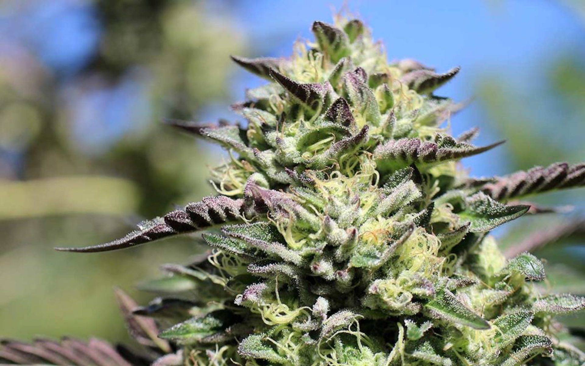 The Best New Marijuana Strains To Grow In 2019