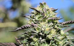 Vanilla Frosting (Courtesy Dark Heart Nursery)