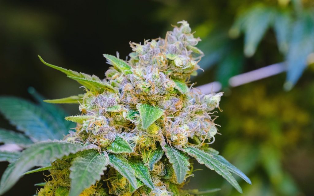 Marijuana Gardeners - Venom OG is easier to grow and turns purple, but still reeks of classic OG gas. (Courtesy of Dark Heart Nursery)