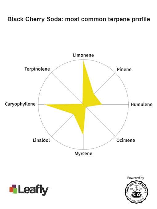 black cherry soda strain cannabis terpenes