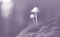 Oakland vote on mushrooms gives therapists have more legal cover to use drugs like psilocybin in PTSD therapy.