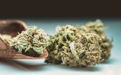 Alabama and Mississippi traditionally embrace prohibition, but small cannabis reforms are coming in the two Southern states.