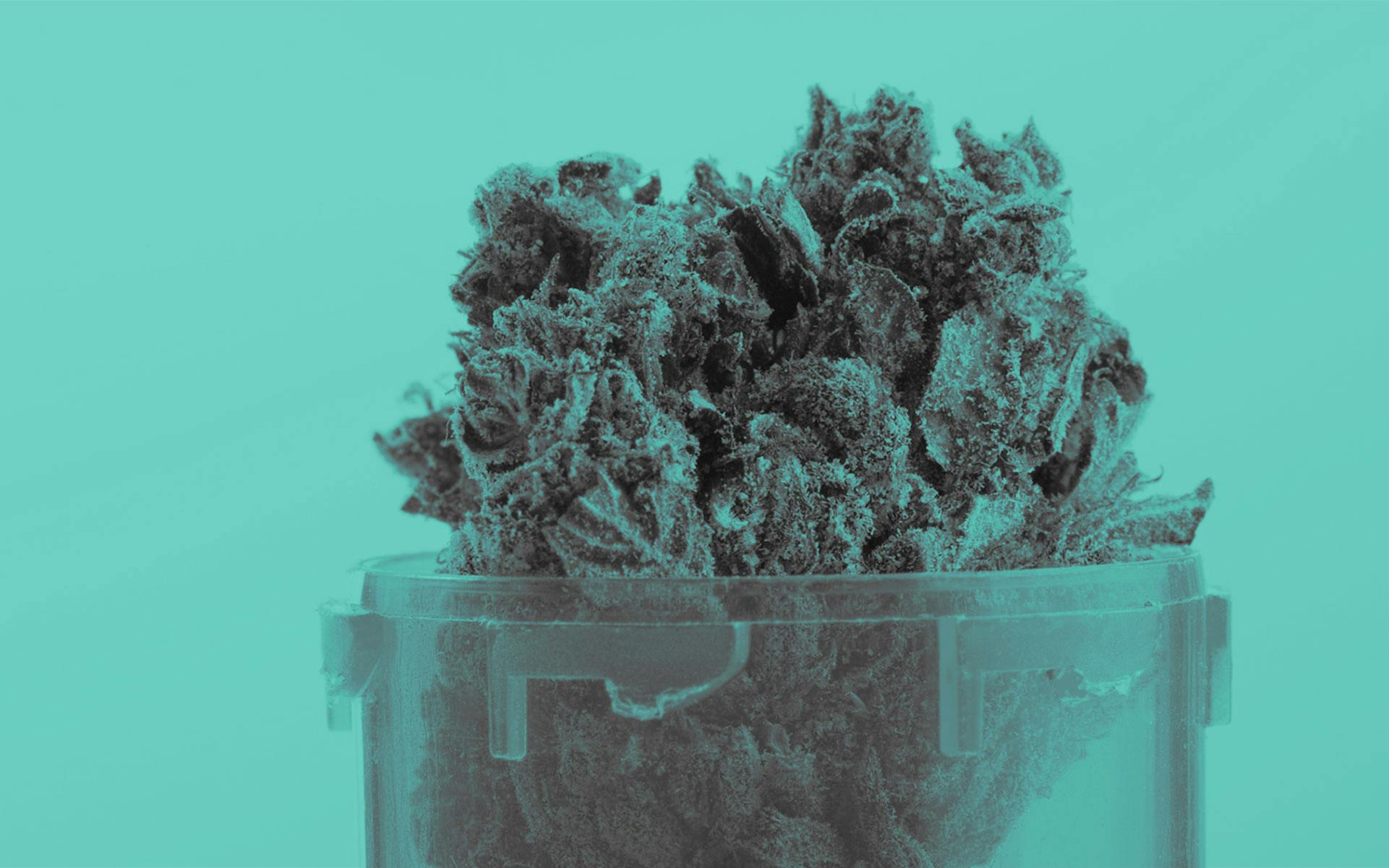 Wisconsin and South Dakota are preparing 2020 legalization measures image