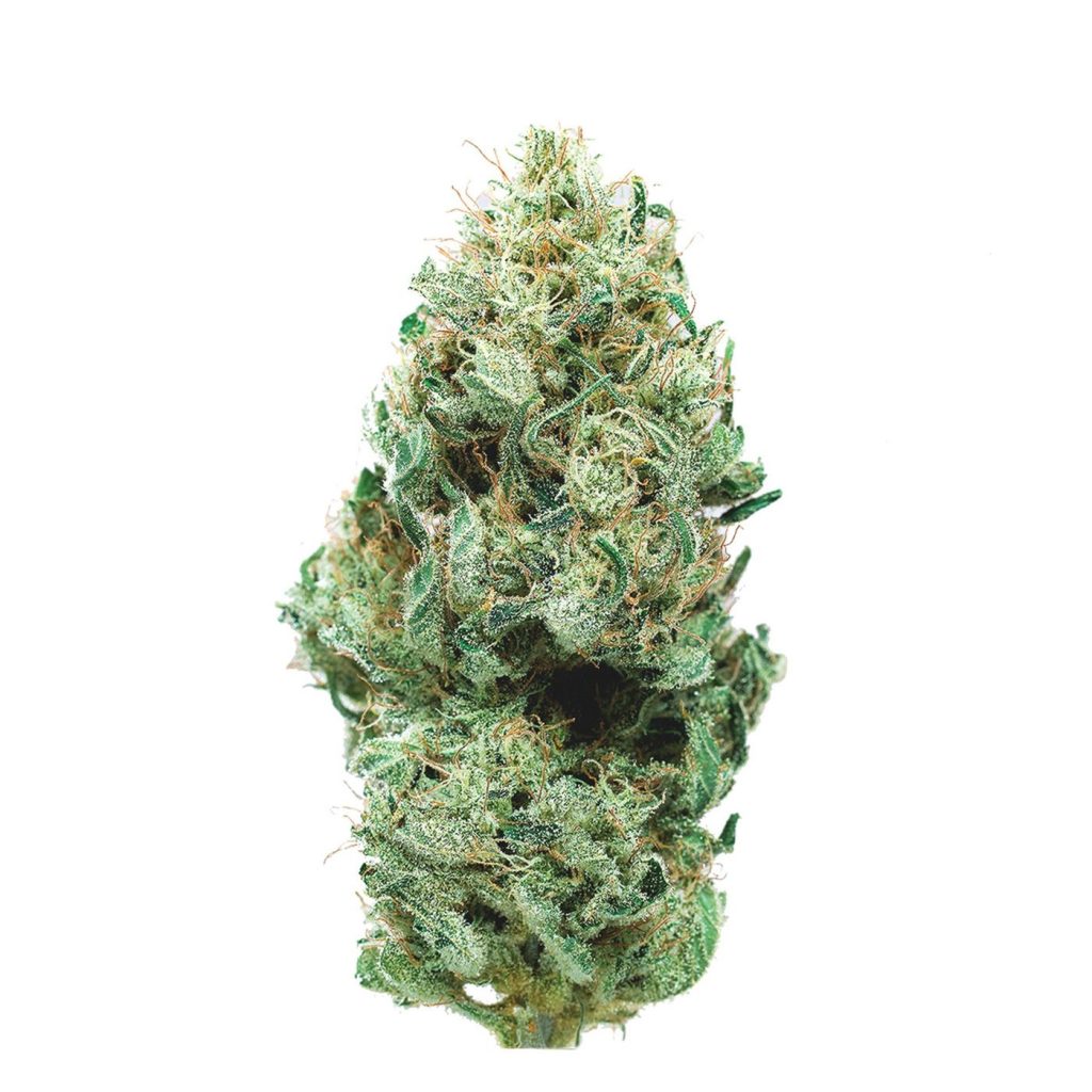 Canton marijuana strain