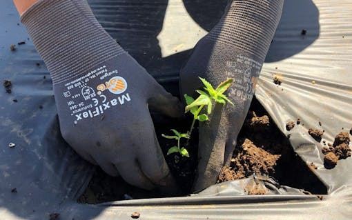 farmer planting a cannabis seedling at Oregon State University research station