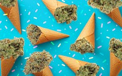 Best new marijuana strains - Sundae Driver, Ice Cream Cake and more at Leafly