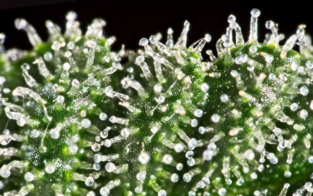 What are trichomes and why do they exist on cannabis?