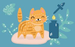 CBD Oil and cats, given for seizures