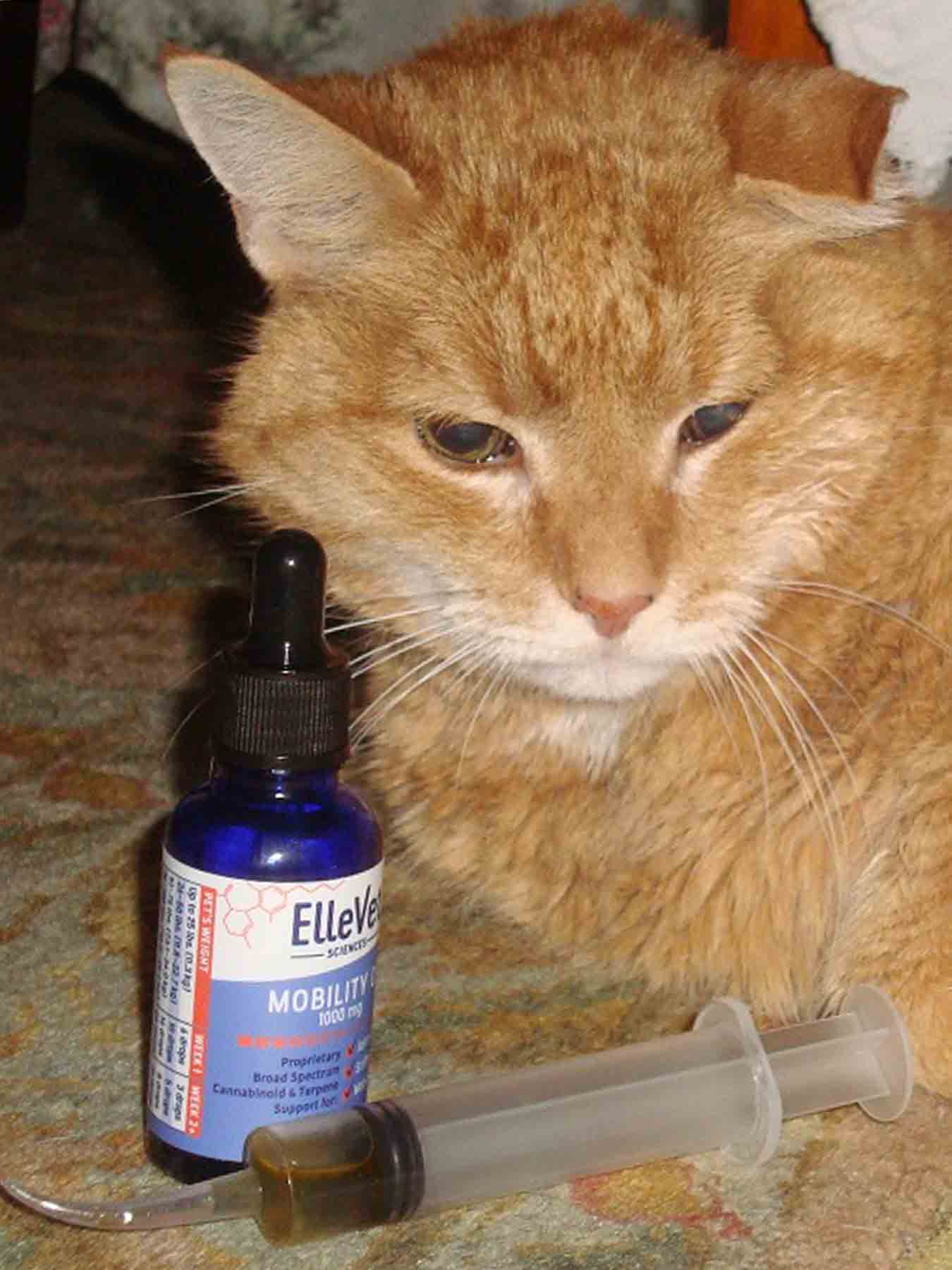 We gave Maple the cat CBD for seizures. Here's what happened Leafly