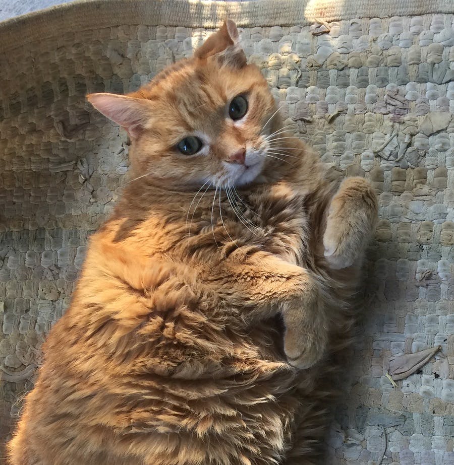 We gave Maple the cat CBD for seizures. Here's what happened | Leafly