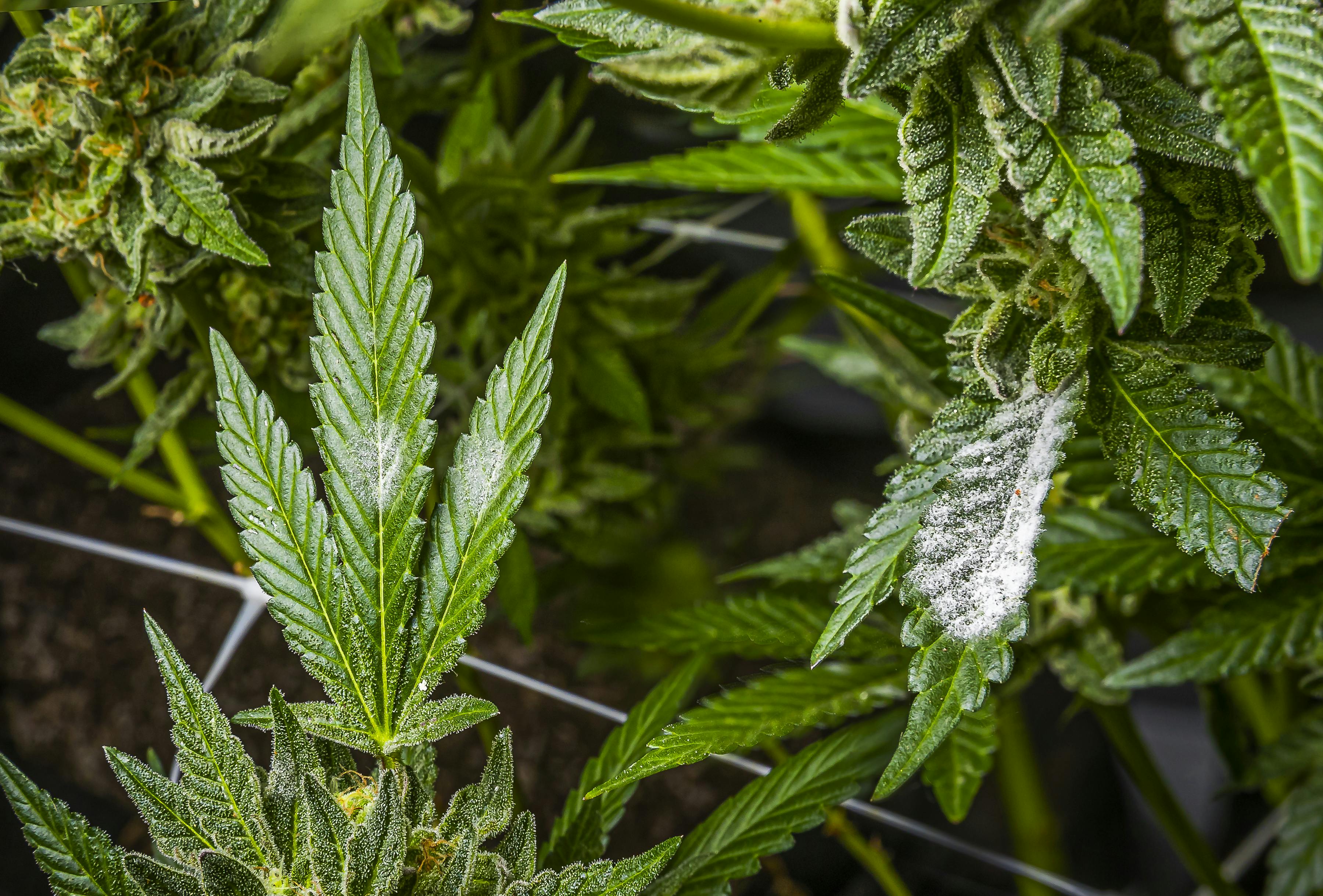 Got storm damage? Here's 7 cannabis garden first aid tips image