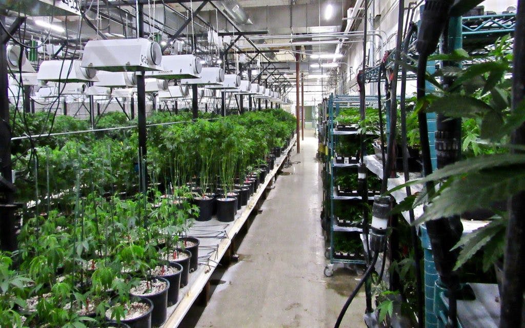 How Dark Heart Nursery Produces 1 Million Clones Per Year Leafly