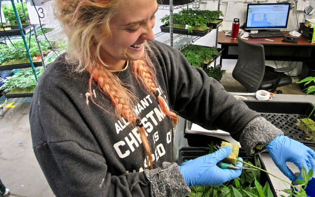 How Dark Heart Nursery Produces 1 Million Clones Per Year Leafly