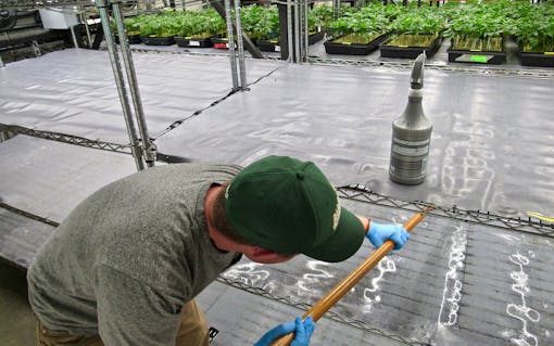 A worker wipes down tray racks with a bleach solution to kill pathogens, part of a patent-pending cleaning protocol. (David Downs for Leafly)