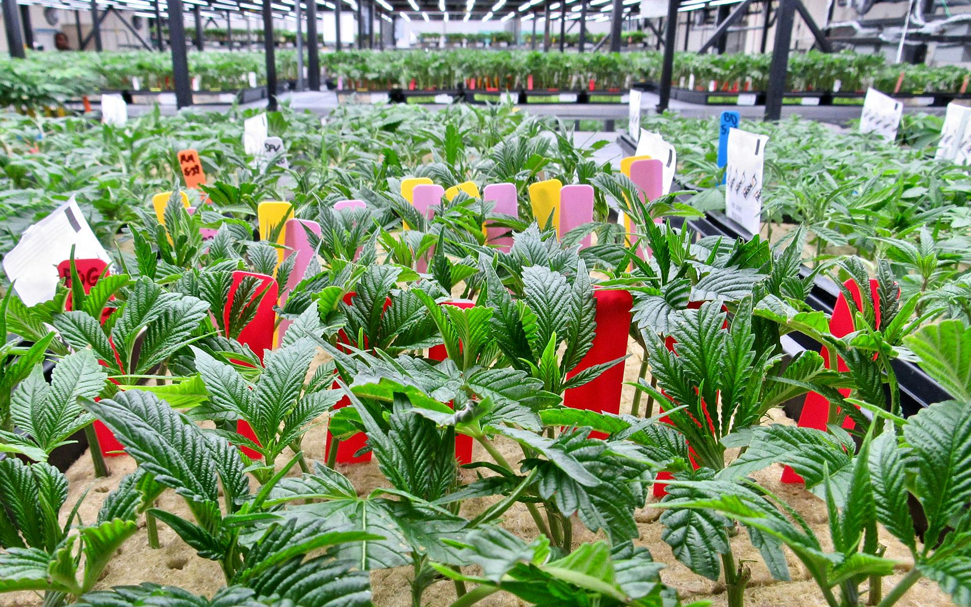 How Dark Heart Nursery Produces 1 Million Clones Per Year Leafly