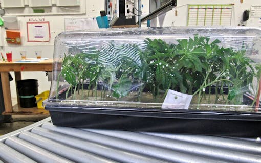 cannabis clones in tray and dome