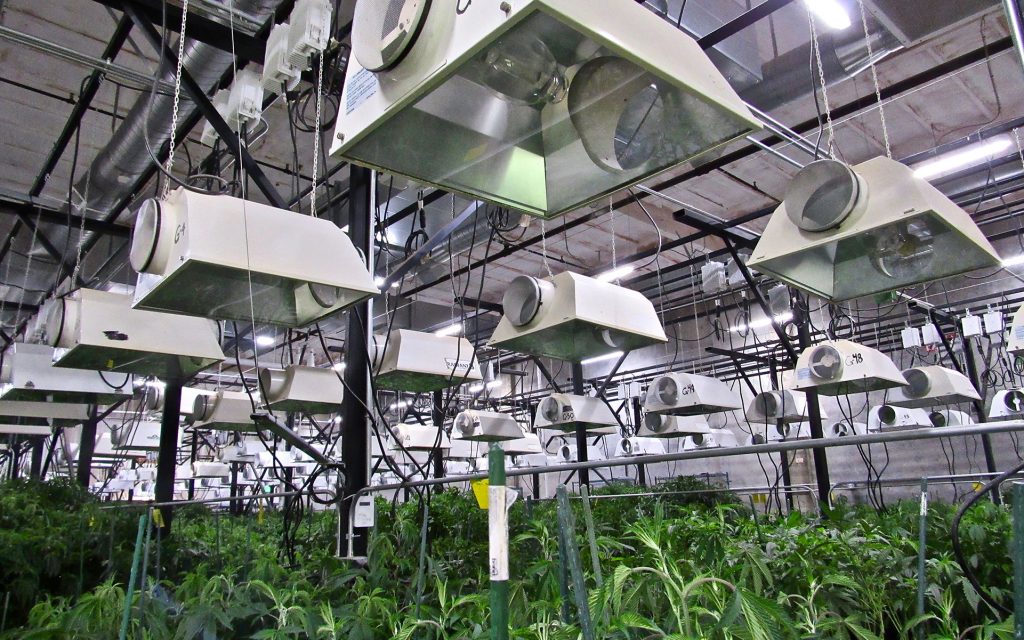 How Dark Heart Nursery Produces 1 Million Clones Per Year Leafly