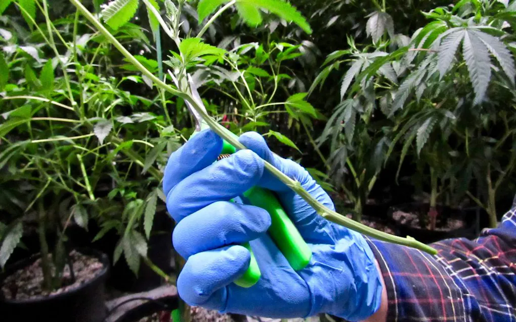 How to clone cannabis plants: Tips for cloning success | Leafly