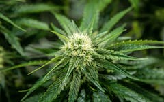 big cannabis bud sundial