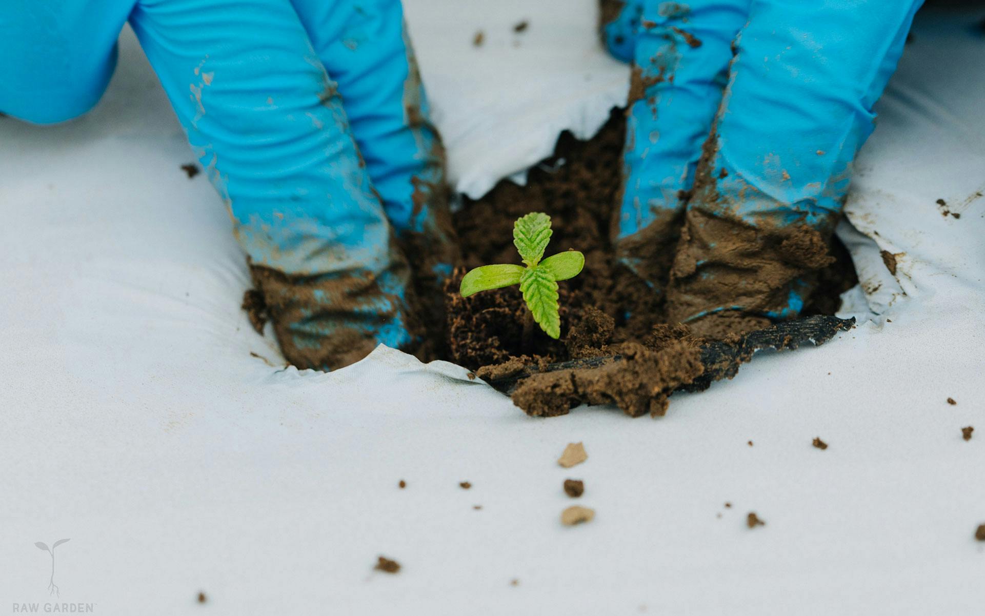 Enter the Raw Garden That's Remaking the World of Hash Leafly