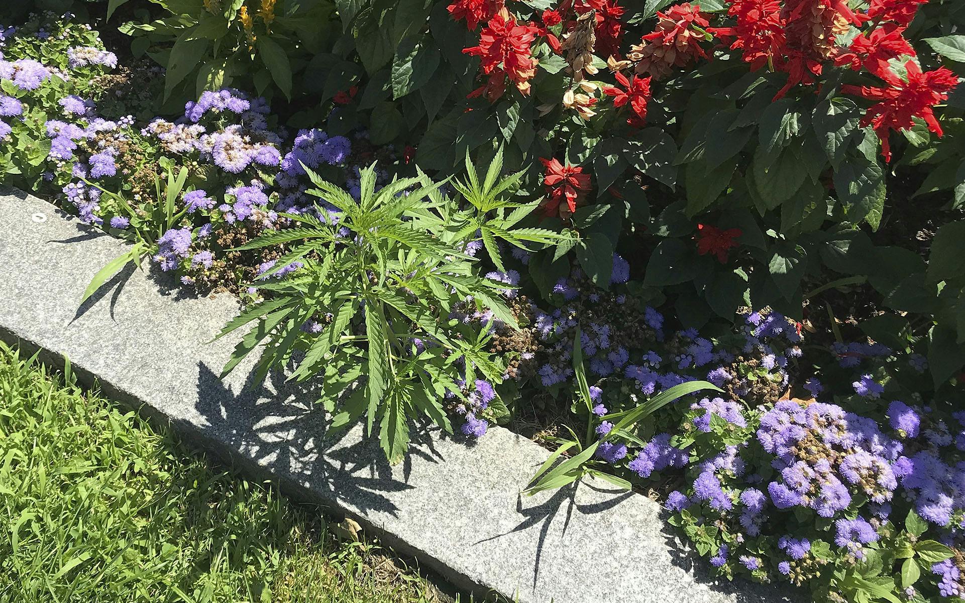 In the Vermont Capitol’s Flower Beds: 34 Cannabis Plants image