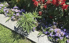 vermont statehouse cannabis - header image