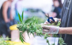 micro cannabis cultivator