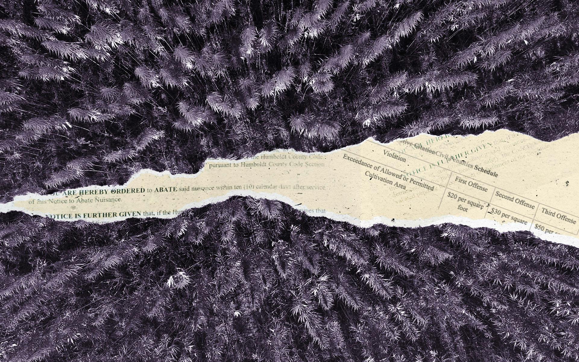 California’s New Civil War on Cannabis image