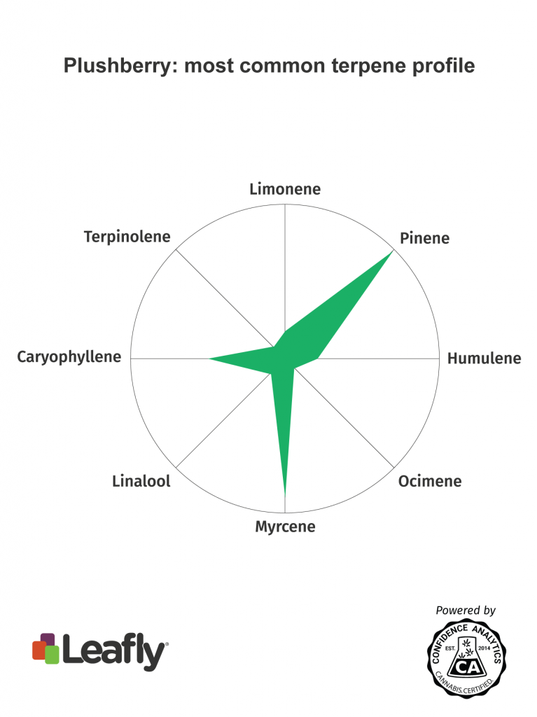 plushberry marijuana strain terpenes