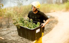 image: cannabis farmer saves crop from wildfires