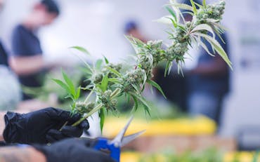 How to grow and harvest marijuana