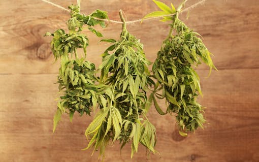 drying cannabis