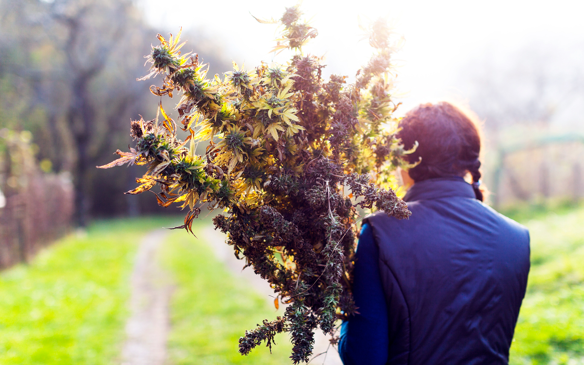 When & How to Harvest Marijuana | Leafly