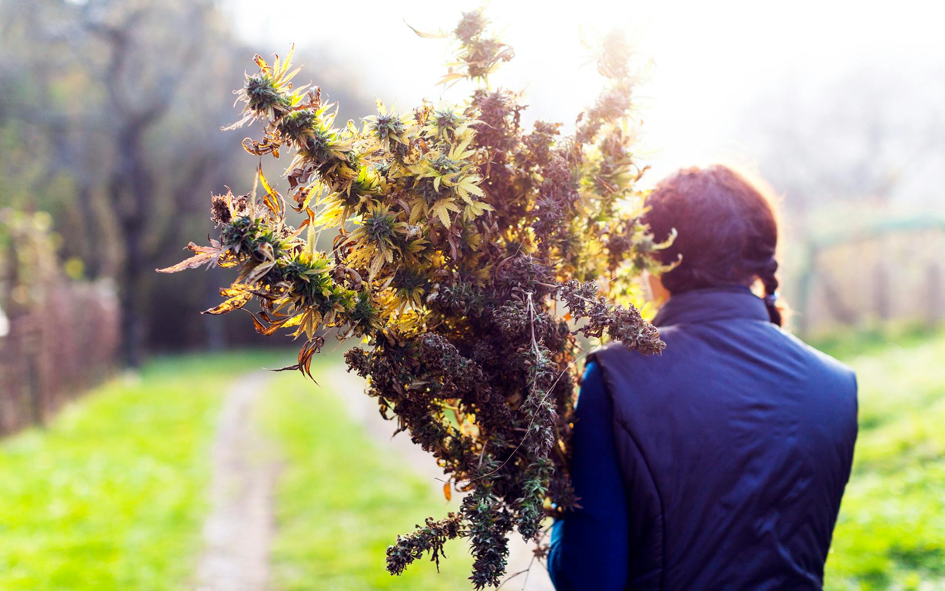 How to harvest marijuana plants image