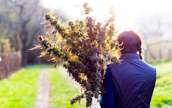 Cannabis growing basics