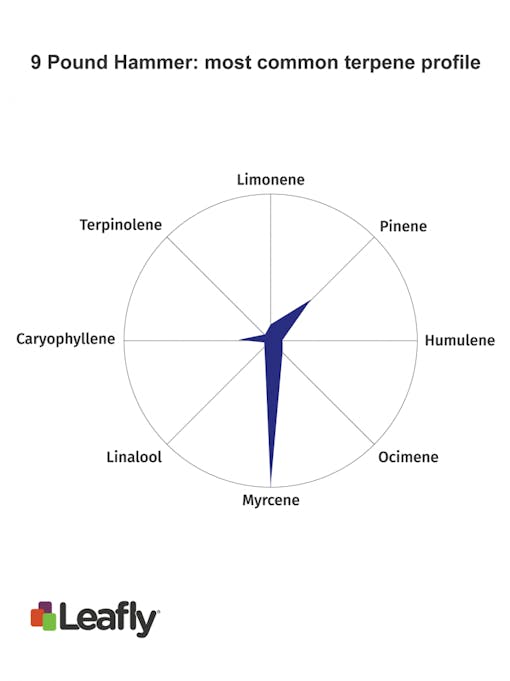 9 Pound Hammer marijuana strain terpenes