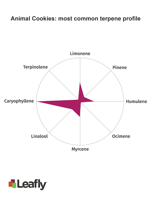 Animal Cookies marijuana strain terpenes