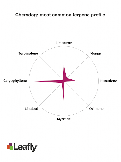 Chemdog marijuana strain terpenes