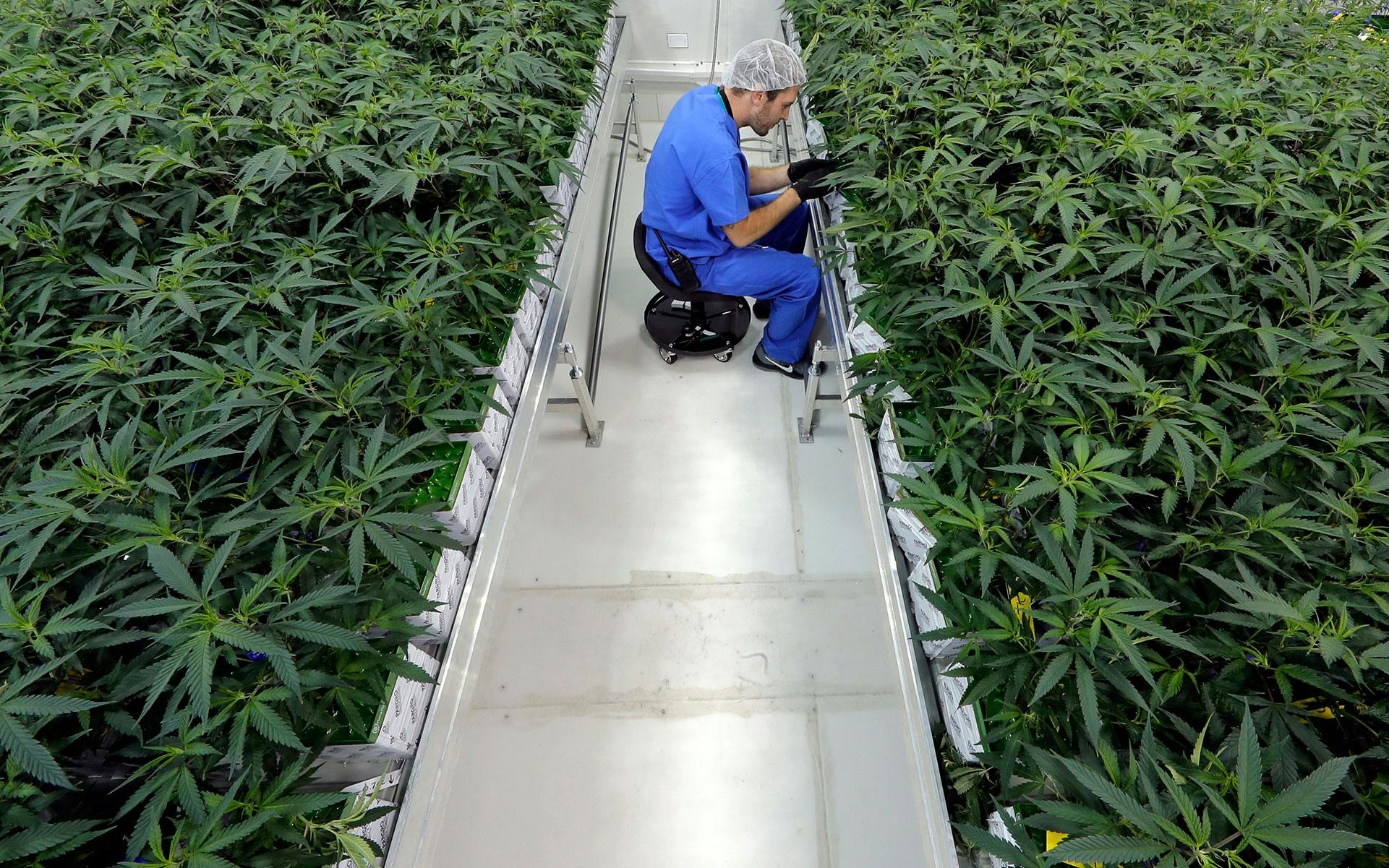 Two Weeks In, Louisiana’s Medical Marijuana Program Is Thriving image