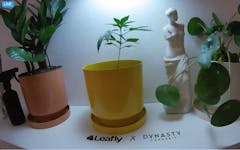 leafly grow cam dynasty