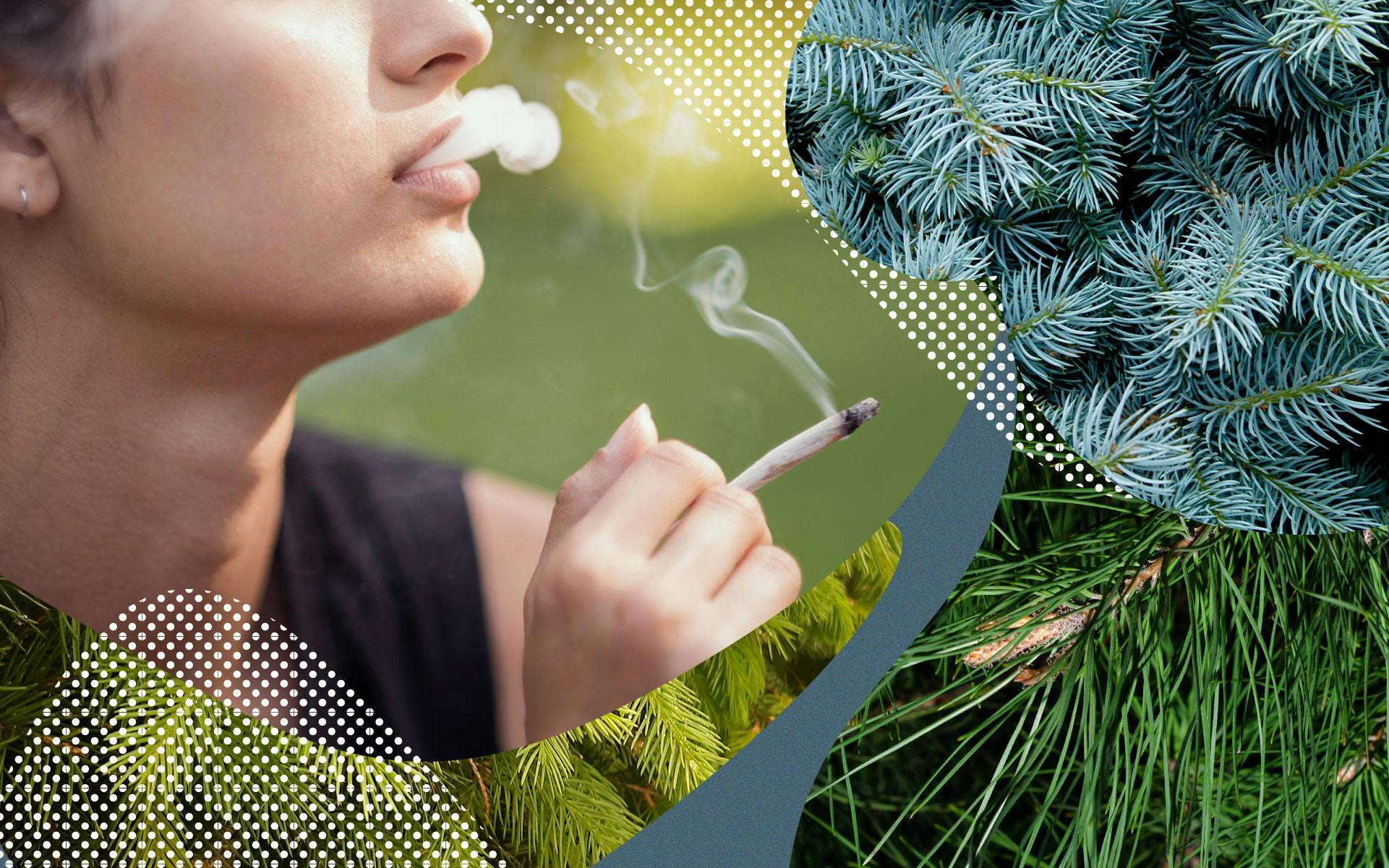 Canadian cannabis strains for people who love pinene image