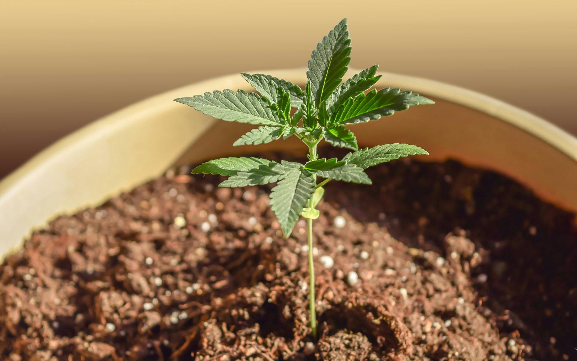 Quebec Superior Court overrules ban on home growing image