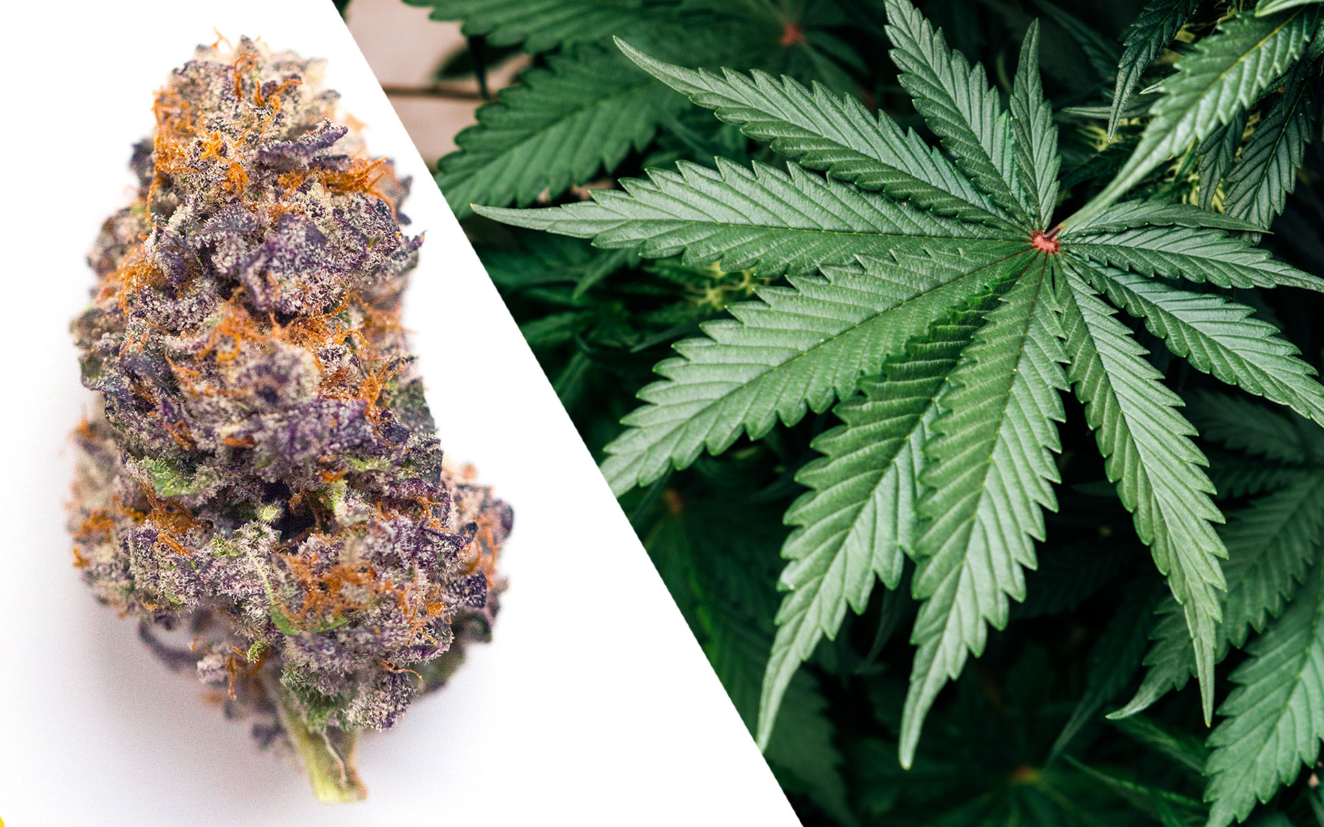 10 Facts About THC and Cannabis Strains