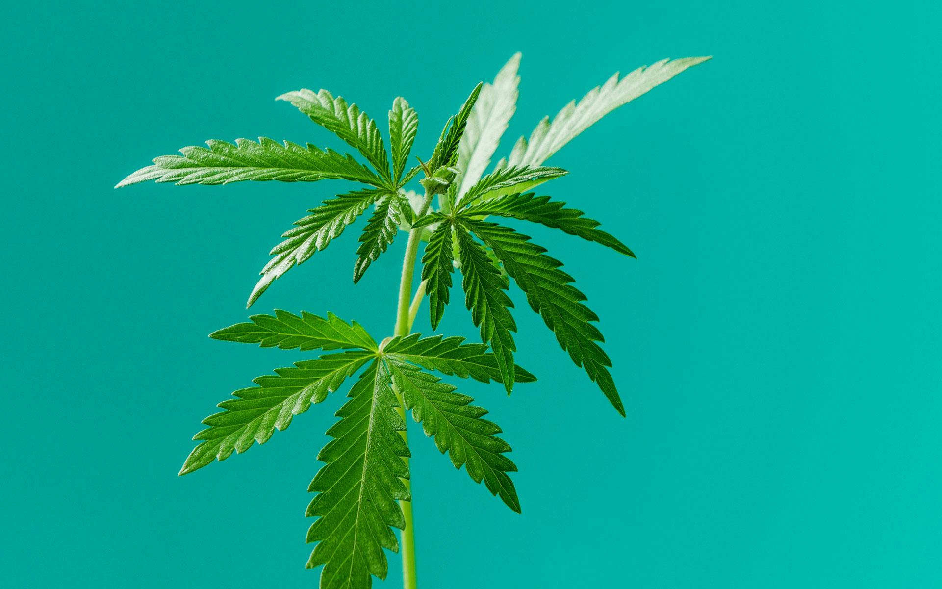 What is CBDA & what are the benefits of this cannabinoid? image