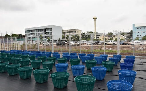 medical marijuana being grown in thailand