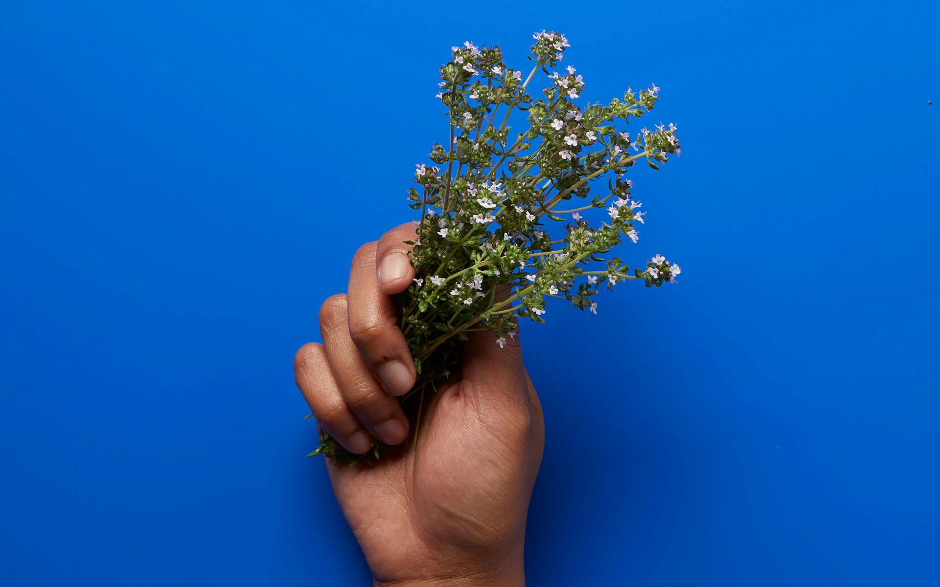 What is myrcene & what are its benefits? image