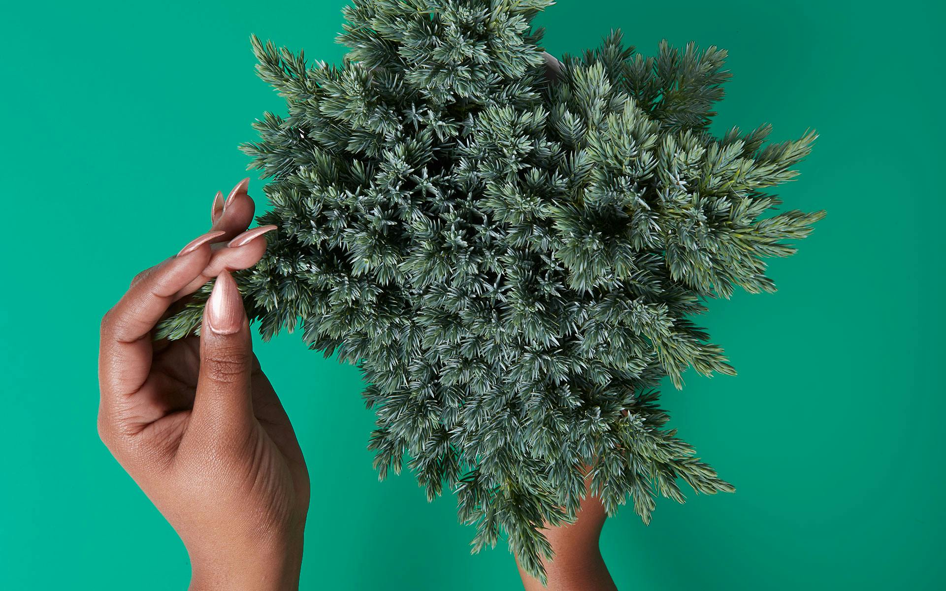 What is pinene & what are its benefits? image