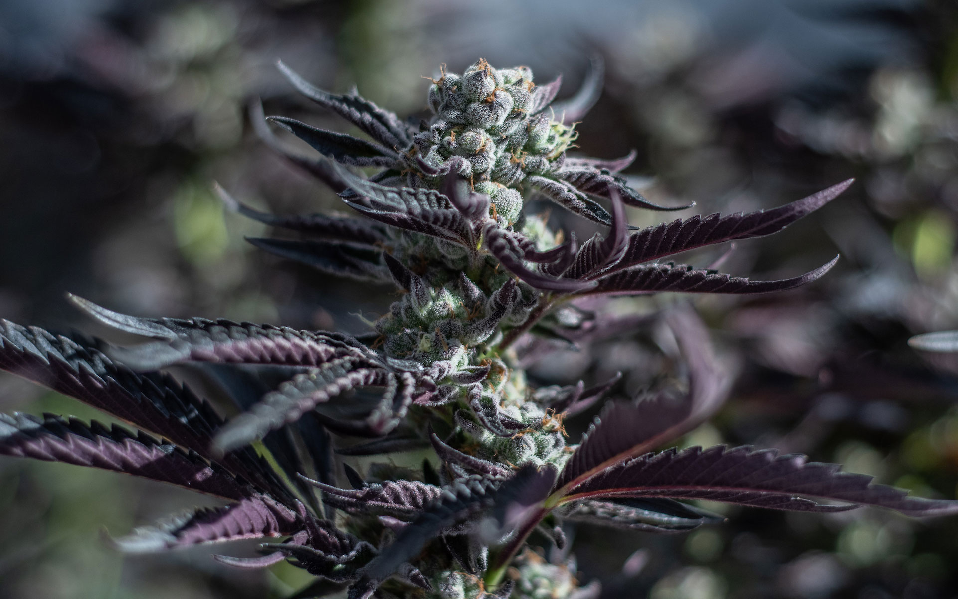 Some of the most popular cannabis strains that win the hearts of weed lovers