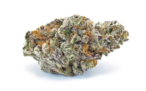 marijuana harvest strains Occidental Hill's Banana OG—the best of the bunch. (David Downs/Leafly)