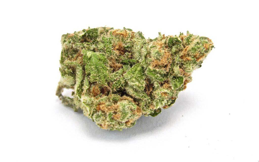 marijuana harvest strains Lolo's Mango Brulee—just as good as indoor, if not better. (David Downs/Leafly)